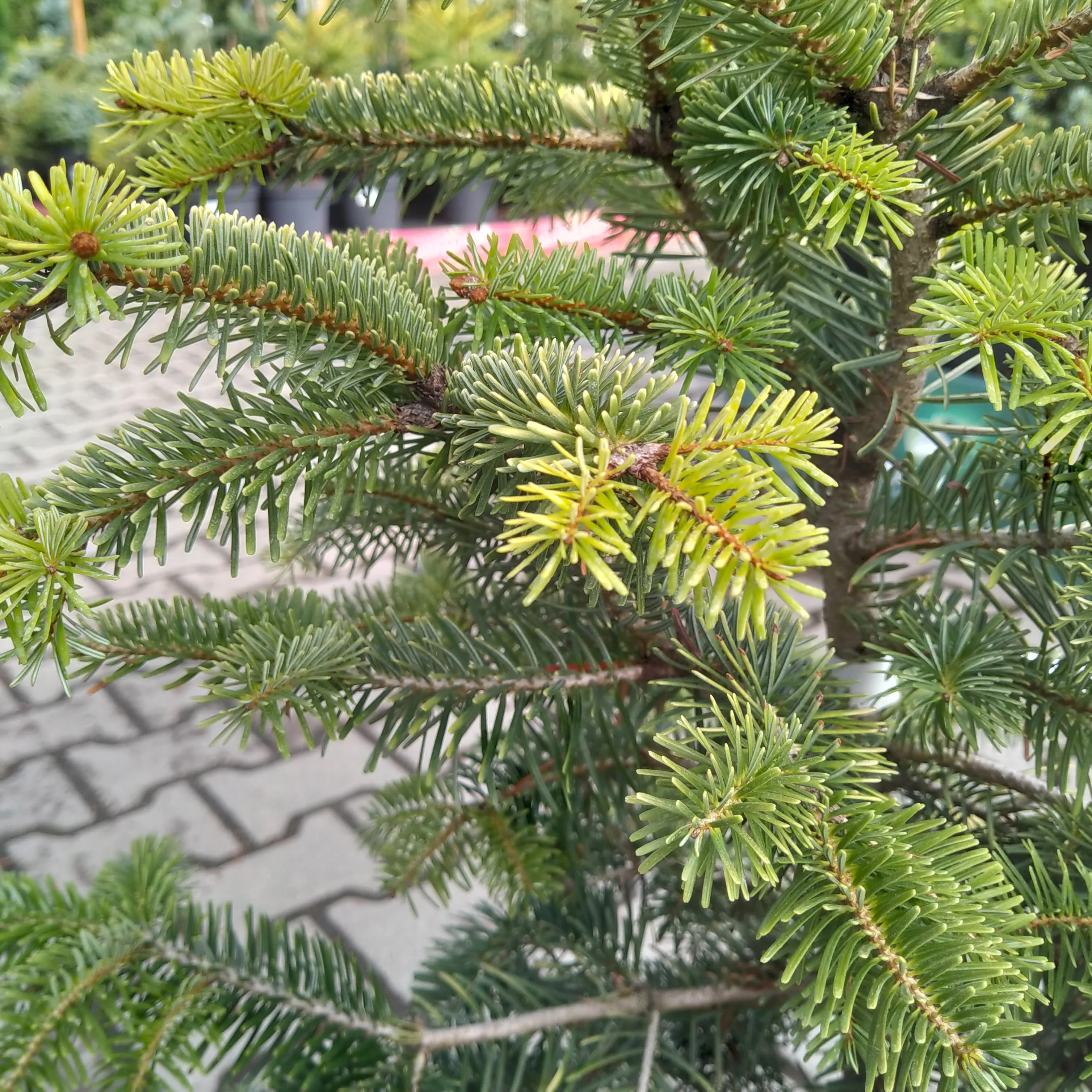 Пихта нордмана Мидвинтер Голд 50-60 Mt 