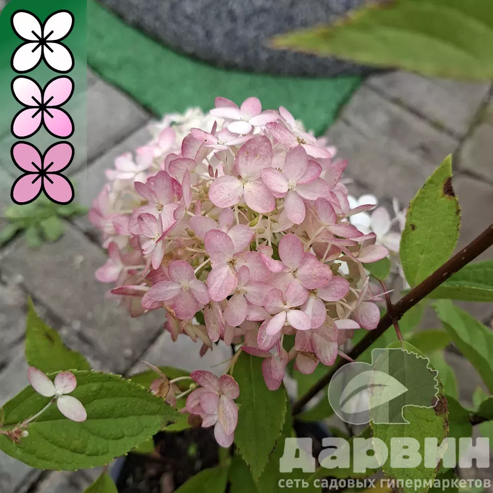 Гортензия метельчатая Меджикал Свит Саммер v3 Lav 