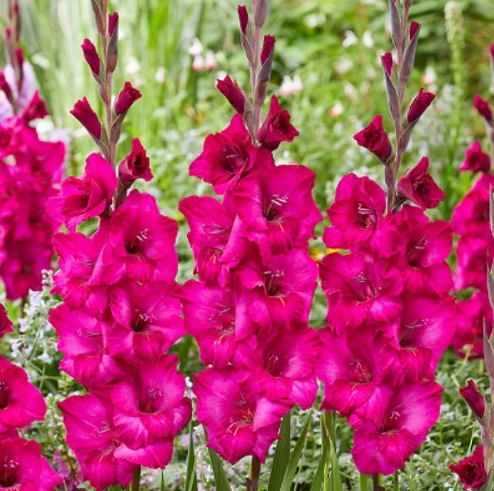 Луковица Гладиолус крупноцветковый Натан 10/12 10шт. Поиск 