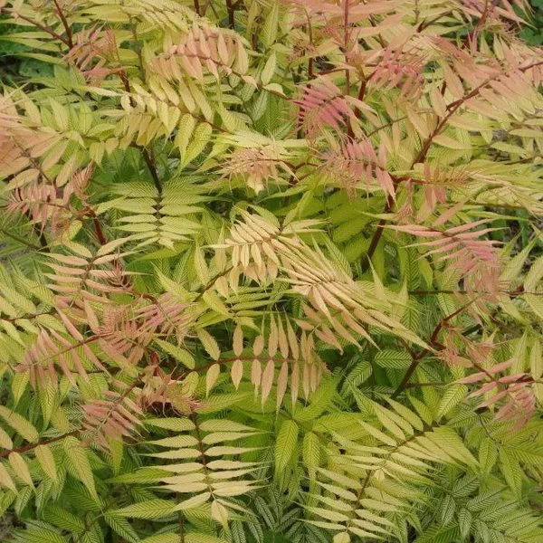 Рябинник рябинолистный Сем v2-3 