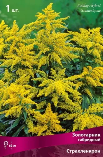 Корневище Золотарник гибридный гибридный Страхленкрон I 1шт Поиск 