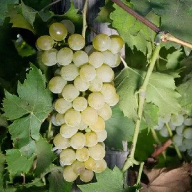 Виноград плодовый Мускат Голодриги, розовый v5 Tim 