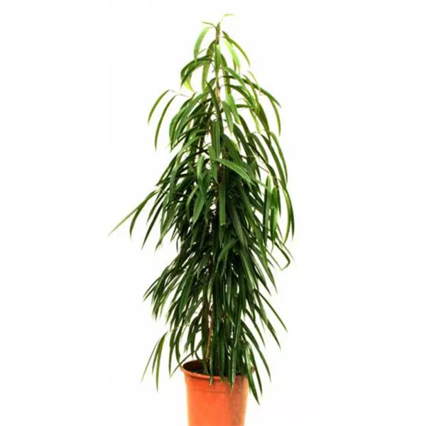 Фикус биннендийка Али d27 h150 