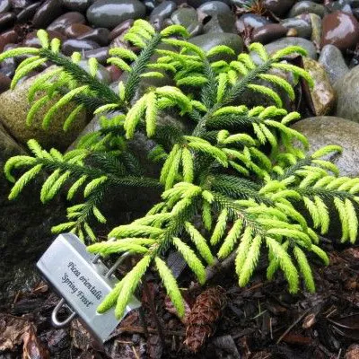 Ель восточная Спринг Фрост v7.5 30-40 см 