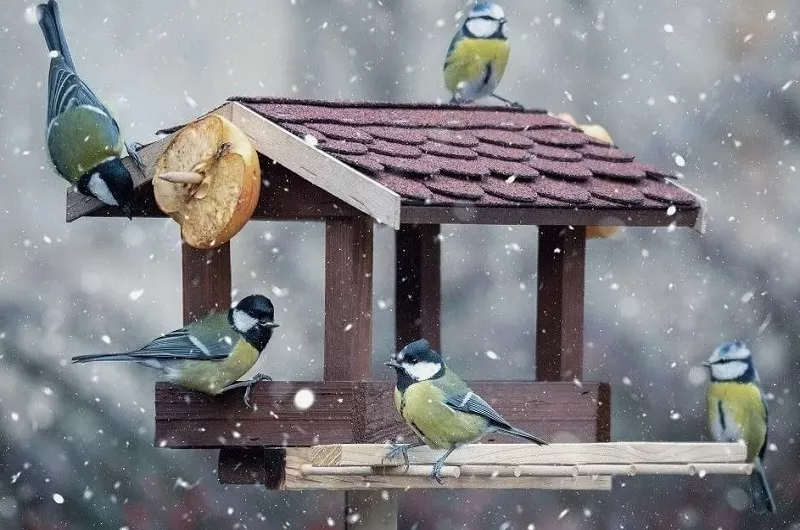 Привлекайте птиц в сад 