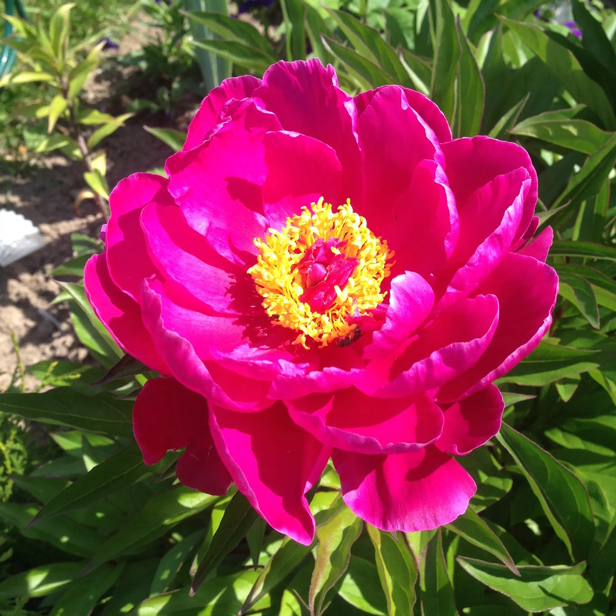 Пион Паула Фей v5 Tim 