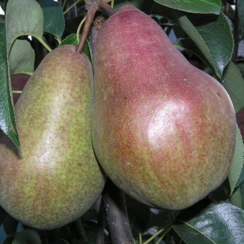 Груша Брянская красавица v7 100-120 Tim 