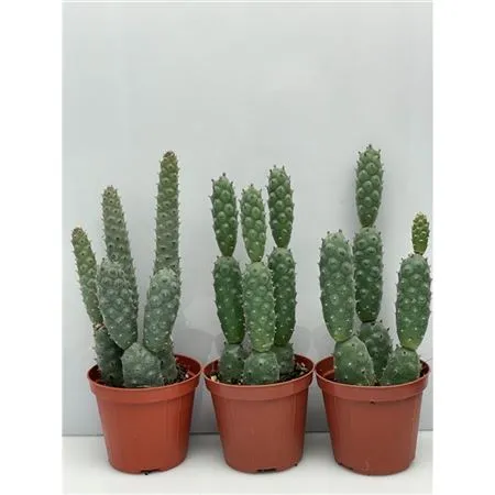 Опунция Диадемата Инермис d8 h9 