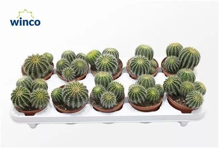 Нотокактус Магнификус d10 h15 