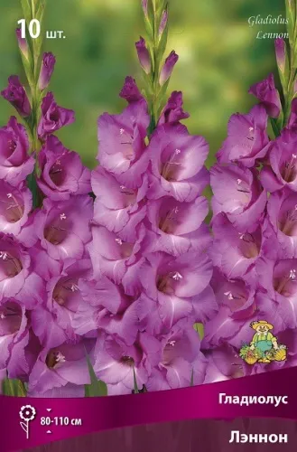 Клубень Гладиолус крупноцветковый Лэннон 10/12 10шт Поиск 