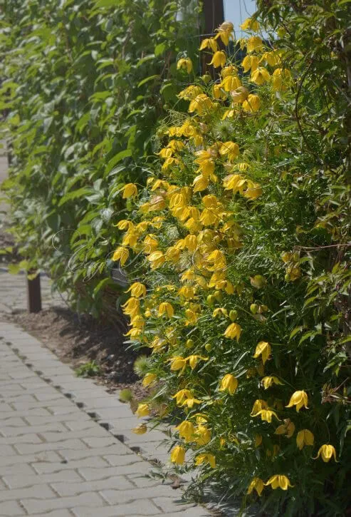 Клематис Кашка v2 Cl 