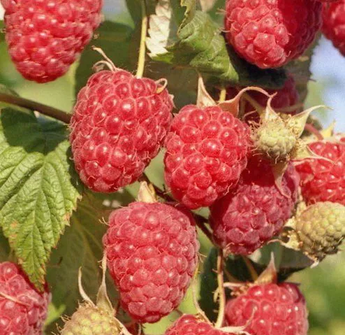 Малина почвопокровная Betty Ashburner красная C2 40-60 UL 