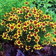 Кореопсис Бенгал Тайгер (С2) ЦО 