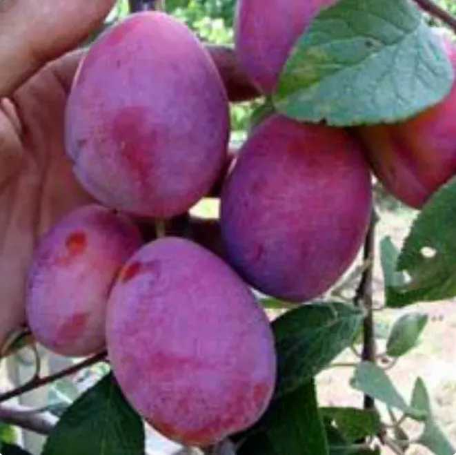 Слива Любимица Султана v10 ХР 