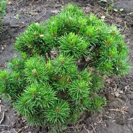 Сосна горная v12-15 40-60 Nik 