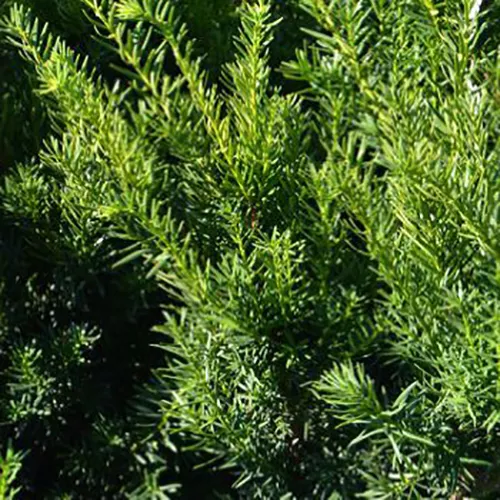 Растение тисс ягодный Кордес с5/30-40 Lt 