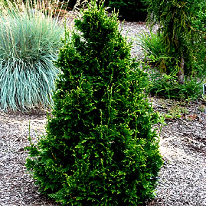 Растение туя складчатая Can-Can C2 40-60 Bor 2017 