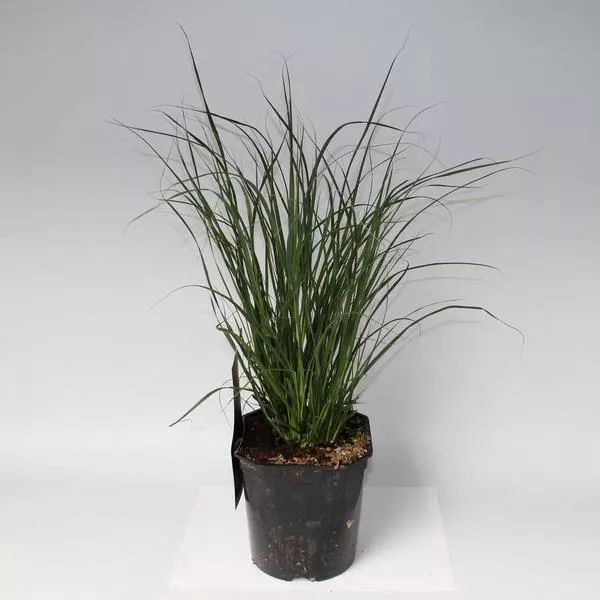 Пеннисетум Хамелн Р17 Tw 