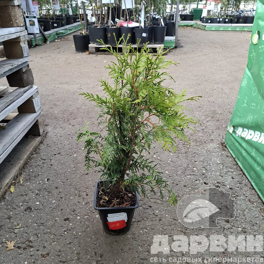 Туя западная Глобоза v2 Lav 