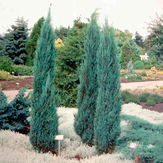 Можжевельник скальный Блю Арроу v5 80-100 