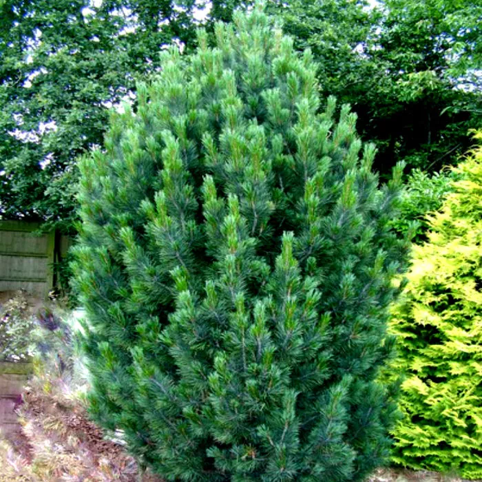 Сосна кедровая Глаука 60-80 cm met kluit Mt 