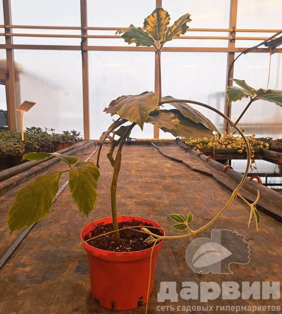 Тетрастигма d15 Tim 