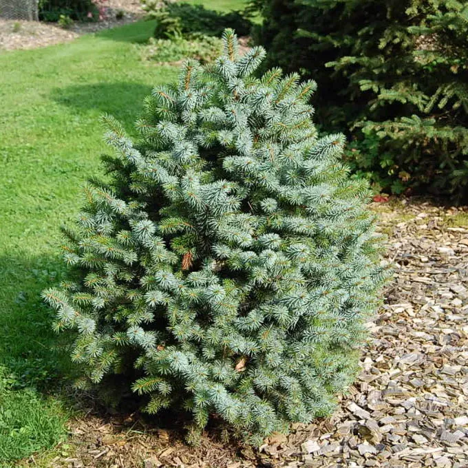 Растение ель ситхская Прухонис 100-125см Lt2 