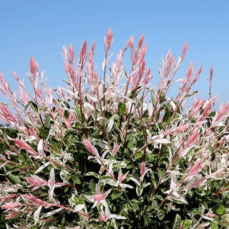 Ива цельнолистная Фламинго P12 40/+ CM 