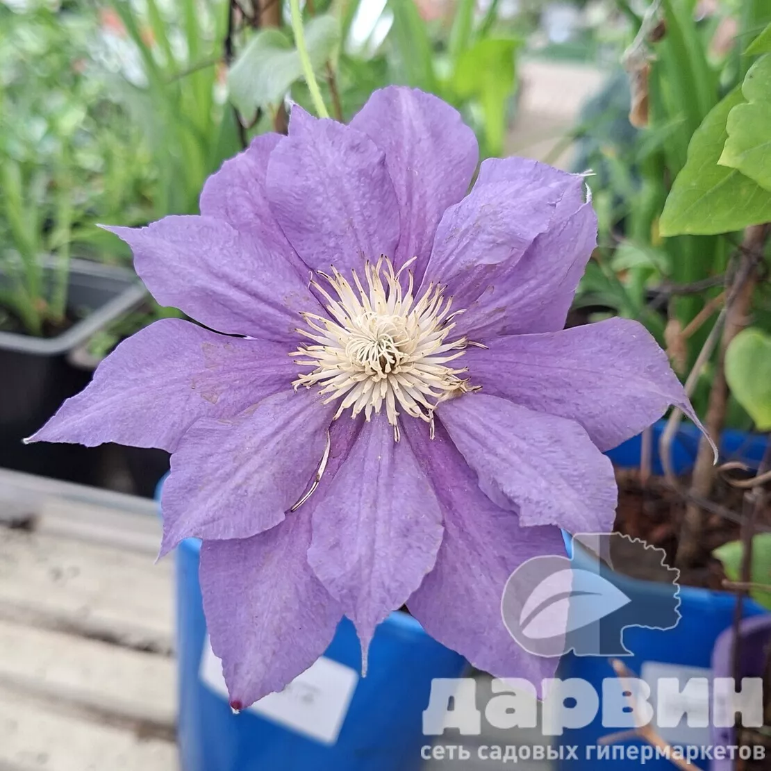 Клематис Бьюти оф Ворчестер v2 CL 