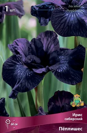 Кореневище Ирис сибирский Пёплишес 1шт Поиск 
