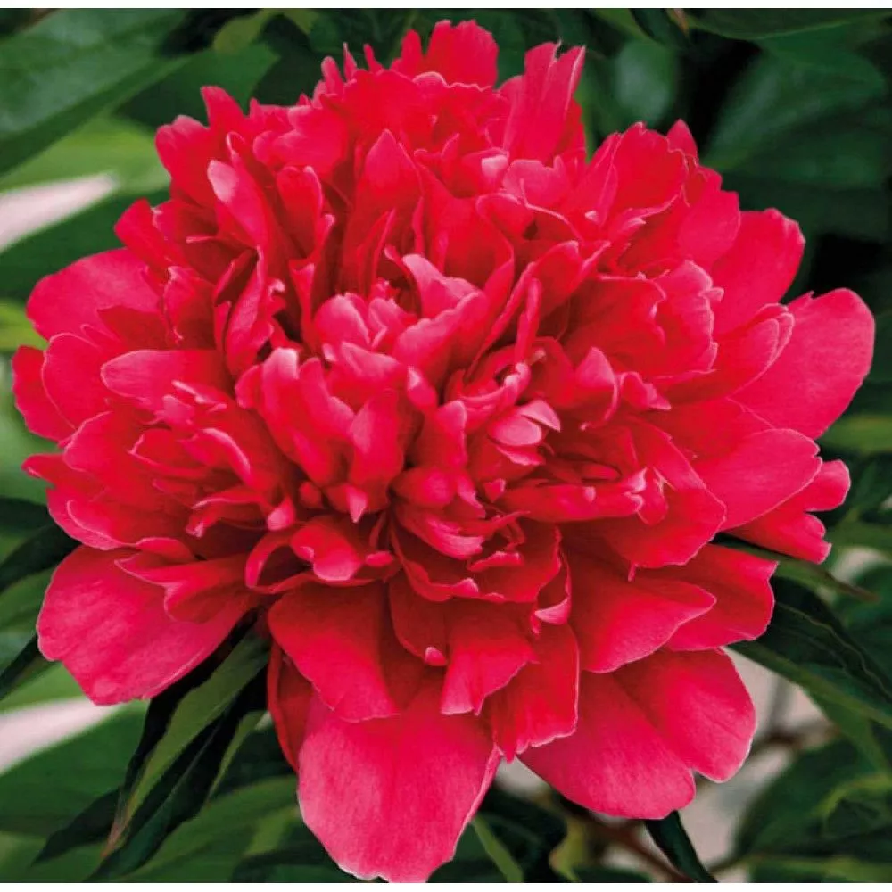 Корневище Пион молочноцветковый Генерал Мак-Магон 1 шт Поиск 