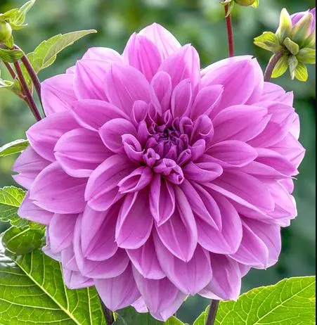 Клубень НВМ Георгина декоративная Лилак Тайм 1шт 