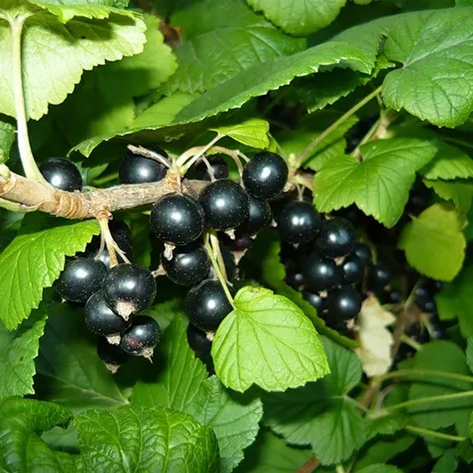 Орех черный v2 Lav 