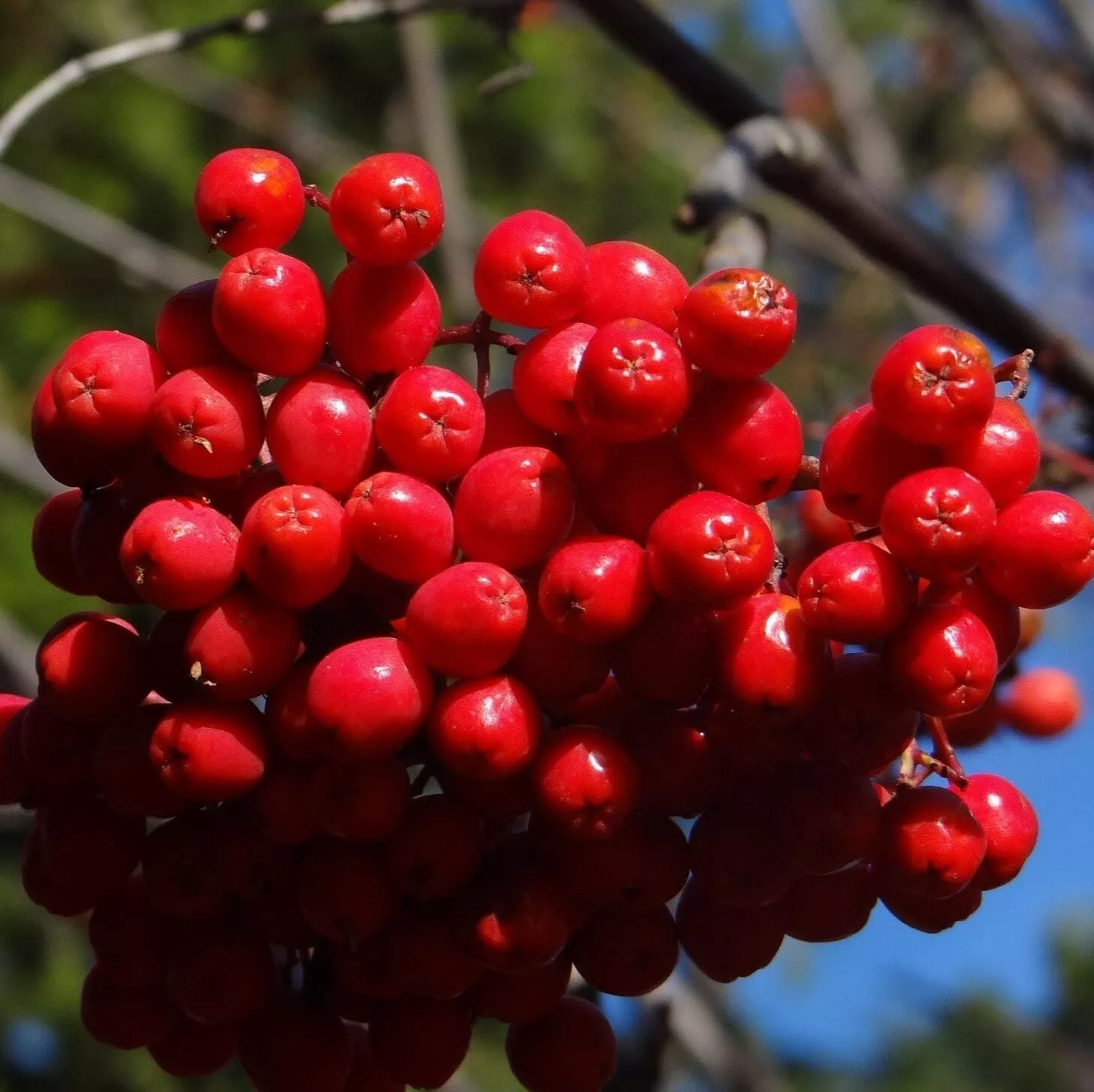 Рябина Алая Крупная v5 100-125 Sav 