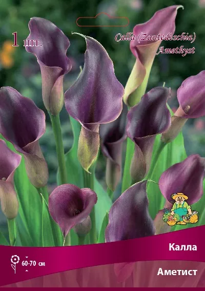 Клубень Калла Аметист  14/16  1 шт Поиск 