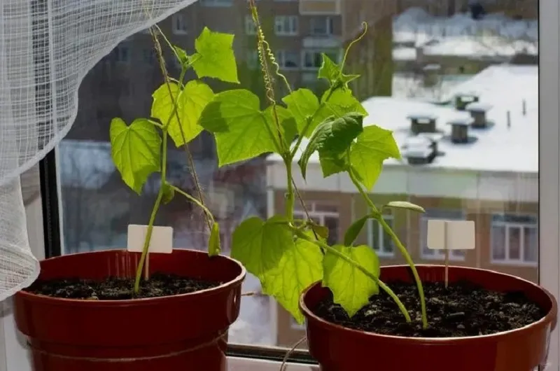 Посадите огурцы на окне 