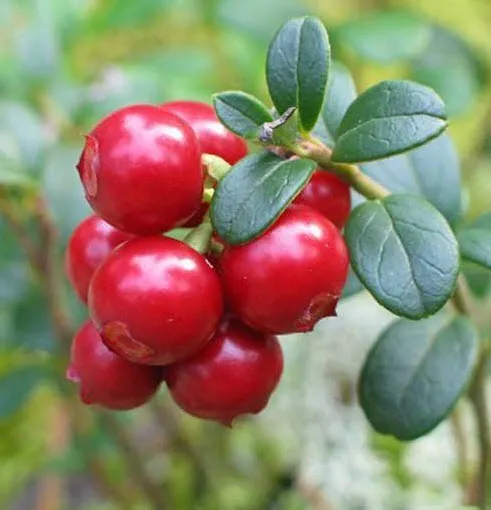 ОсновноеИзображение