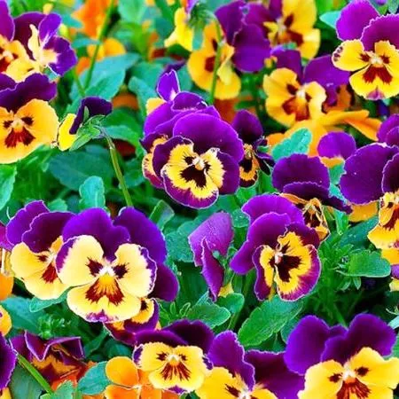 Виола вазон D27 bix 