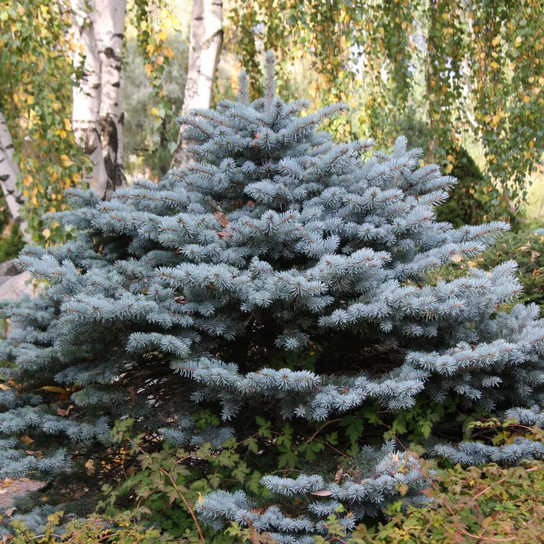 Ель колючая Глаука v80 80/100 