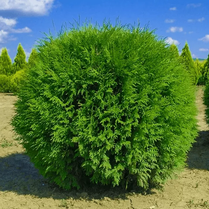 Туя западная Глобоза v5 Lav 