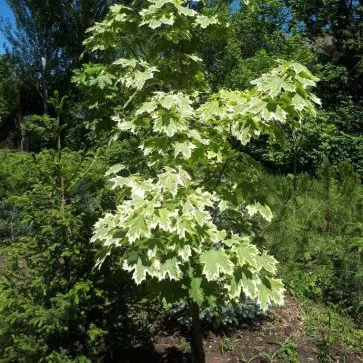 Клен остролистный Палматифидум с5 h140-200 Bor 