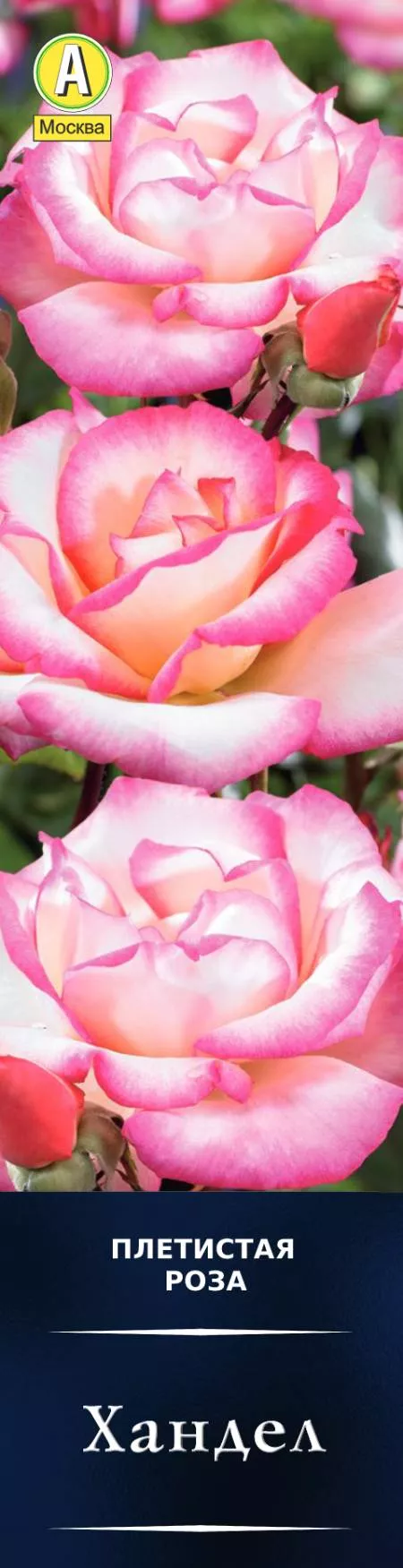 Роза плетистая Хандел в коробке Аэлита 