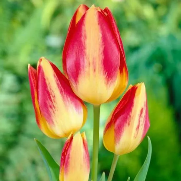 Луковица тюльпан Флорет 11/12, 5 шт/уп 