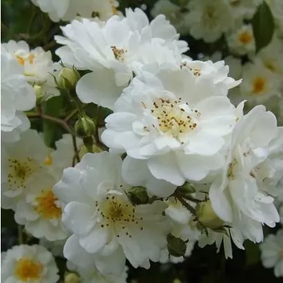 Роза мускусная Гирлянд д Амур v5 Lav 