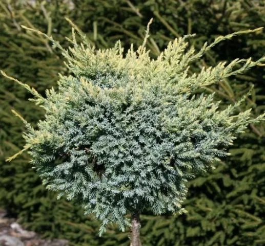 Можжевельник чешуйчатый Дрим джой v10 штамб 75см 