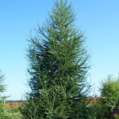 Растение Лиственница Обыкновенная С4 BL 2017 
