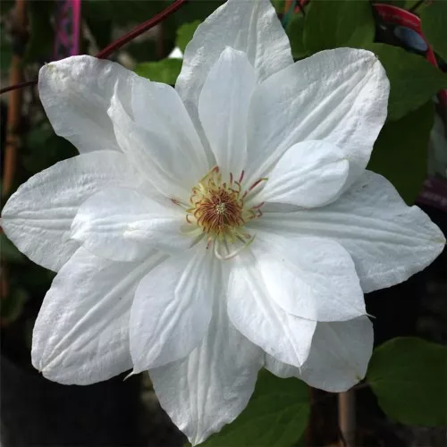 Клематис Mrs George Jackman C2 