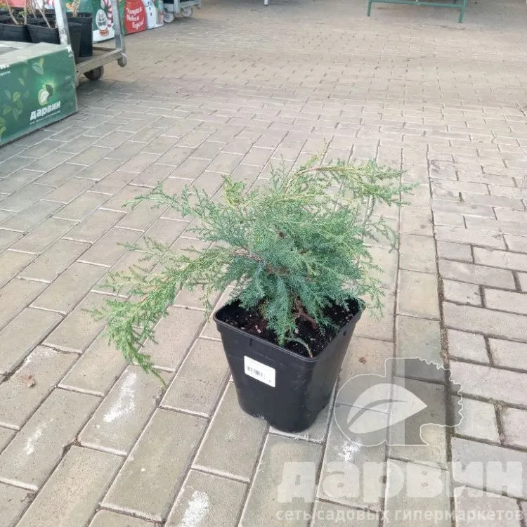 Можжевельник средний Пфитцериана Компакта v5 Lav 