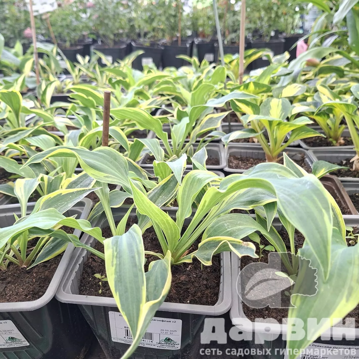 Хоста Лейксайд Драгонфлай v2 Tim 