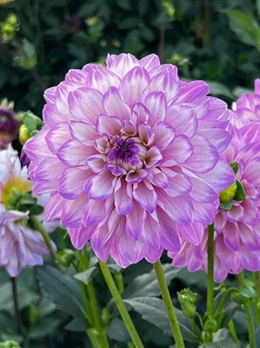 Клубень Георгина декоративная Блу Виш I 1шт Поиск 